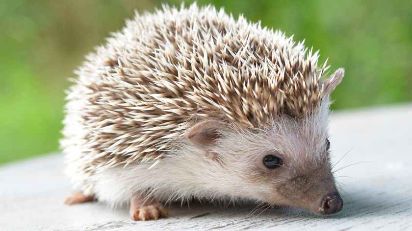 Random animal: Hedgehogs! – Great Big World